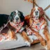 Sassy Woof Peanuts™ Harvest Slide-On Dog Bowtie, 4.5 x 2 in image thumbnail 6