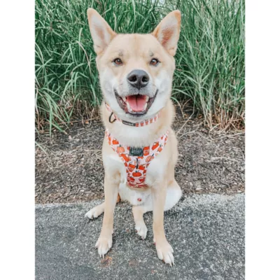 Sassy Woof Pie There! Fall Adjustable Dog Collar - Image 5