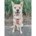 Sassy Woof Pie There! Fall Adjustable Dog Collar image thumbnail 5