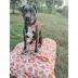 Sassy Woof Pie There! Fall Adjustable Dog Collar image thumbnail 6