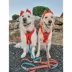 Sassy Woof Disney™ Mickey Mouse & Minnie Mouse Holiday Dog Leash, 5 FT image thumbnail 6
