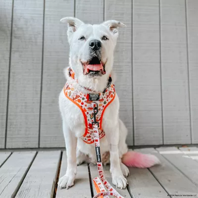 Sassy Woof Peanuts™ Harvest Fall Dog Leash, 5 FT - Image 7