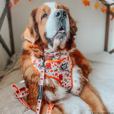 Sassy Woof Peanuts™ Harvest Fall Dog Leash, 5 FT - Image 8