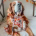 Sassy Woof Peanuts™ Harvest Fall Dog Leash, 5 FT image thumbnail 8