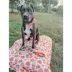 Sassy Woof Pie There! Fall Dog Leash, 5 FT image thumbnail 5