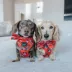 Sassy Woof Disney™ Mickey Mouse & Minnie Mouse Holiday Dog Sailor Bow, 5 x 4.5 in image thumbnail 5