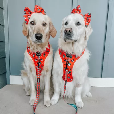 Sassy Woof Disney™ Mickey Mouse & Minnie Mouse Holiday Dog Sailor Bow, 5 x 4.5 in - Image 7