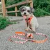 Sassy Woof Peanuts™ Harvest Neoprene Dog Waste Bag Holder with Bag Roll image thumbnail 5
