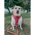 Sassy Woof Peanuts™ Beagle Bells Holiday Adjustable Dog Harness image thumbnail 8