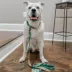 Sassy Woof Elf™ Holiday Adjustable Dog Collar image thumbnail 8