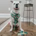 Sassy Woof Elf™ Holiday Adjustable Dog Collar image thumbnail 6