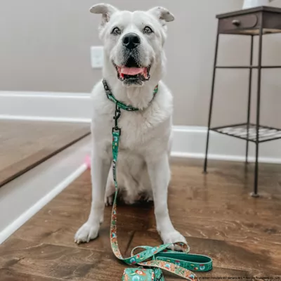 Sassy Woof Elf™ Holiday Adjustable Dog Collar - Image 8