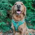 Sassy Woof Elf™ Holiday Adjustable Dog Harness image thumbnail 8