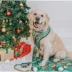 Sassy Woof Elf™ Holiday Adjustable Dog Harness image thumbnail 7