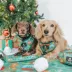 Sassy Woof Elf™ Holiday Dog Sailor Bow with Collar Straps, 5 x 4.5 in image thumbnail 4