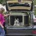 Midwest® Foldable Canine Camper Tent Crate W/ Ventilated Windows & No-Slip Feet, Green image thumbnail 4