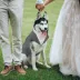 Kuoser Grey Dog Tuxedo Suit & Bandana Set, Formal Dog Clothing for Weddings, Parties, & Events image thumbnail 5