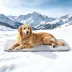GOOPAWS Cooling Dog Mat, Self-Cooling Pet Bed for Dogs, Non-Slip Indoor & Outdoor Design, Grey image thumbnail 2