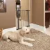 Midwest® Durable Steel Pet Gate W/ Safe & Secure Latch, Easy Installation, Graphite image thumbnail 3