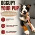 Bully Bunches - 12 Inch Thick Bully Stick, 3 Packs, 3 count each image thumbnail 4