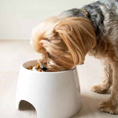 Richell Raised Slow-Feeder Dog Food Bowl Made W/ Dishwasher-Safe Plastic, Prevents Overeating - Image 5