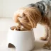 Richell Raised Slow-Feeder Dog Food Bowl Made W/ Dishwasher-Safe Plastic, Prevents Overeating image thumbnail 5