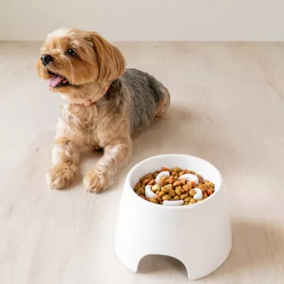 Richell Raised Slow-Feeder Dog Food Bowl Made W/ Dishwasher-Safe Plastic, Prevents Overeating - Image 6