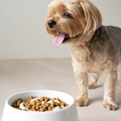 Richell Raised Slow-Feeder Dog Food Bowl Made W/ Dishwasher-Safe Plastic, Prevents Overeating - Image 7