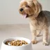 Richell Raised Slow-Feeder Dog Food Bowl Made W/ Dishwasher-Safe Plastic, Prevents Overeating image thumbnail 7