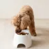 Richell Raised Slow-Feeder Dog Food Bowl Made W/ Dishwasher-Safe Plastic, Prevents Overeating image thumbnail 8