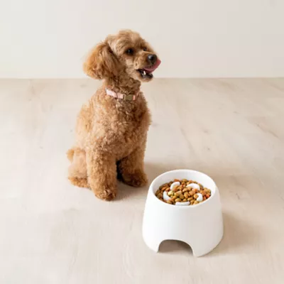 Richell Raised Slow-Feeder Dog Food Bowl Made W/ Dishwasher-Safe Plastic, Prevents Overeating - Image 9