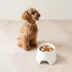 Richell Raised Slow-Feeder Dog Food Bowl Made W/ Dishwasher-Safe Plastic, Prevents Overeating image thumbnail 9