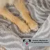 Midwest® QuietTime Deluxe Wave Bolster Bed For Pets, Machine Washable & Dryable, Gray image thumbnail 6