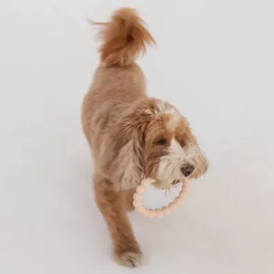Dexypaws Chew Master Ring Toy Set, Durable Dog Chew Toys - Image 7