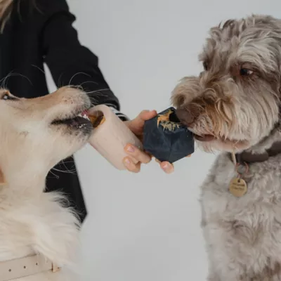 Dexypaws Chew Master Ring Toy Set, Durable Dog Chew Toys - Image 8