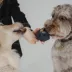 Dexypaws Chew Master Ring Toy Set, Durable Dog Chew Toys image thumbnail 8