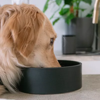 Dexypaws Ceramic Dog Bowl, Pet Feeding Bowl for Dogs, 50 oz Capacity - Image 2
