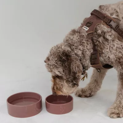 Dexypaws Ceramic Dog Bowl, Pet Feeding Bowl for Dogs, 26 oz Capacity - Image 3