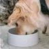 Dexypaws Ceramic Dog Bowl, Pet Feeding Bowl for Dogs, 50 oz Capacity image thumbnail 2