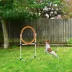 PawHut 2-in-1 Dog Obstacle Training-Tire Jump Ring/Hurdle Bar with Storage Bag image thumbnail 2