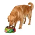 FIFA World Cup 2026 Pet Bowl - FIFA Color Pop, S-L image thumbnail 1
