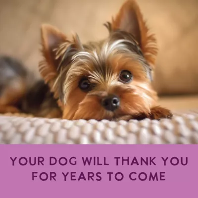 Health Extension Gently Cooked Grain Free Wet Dog Food - Vegetarian Recipe - Image 6