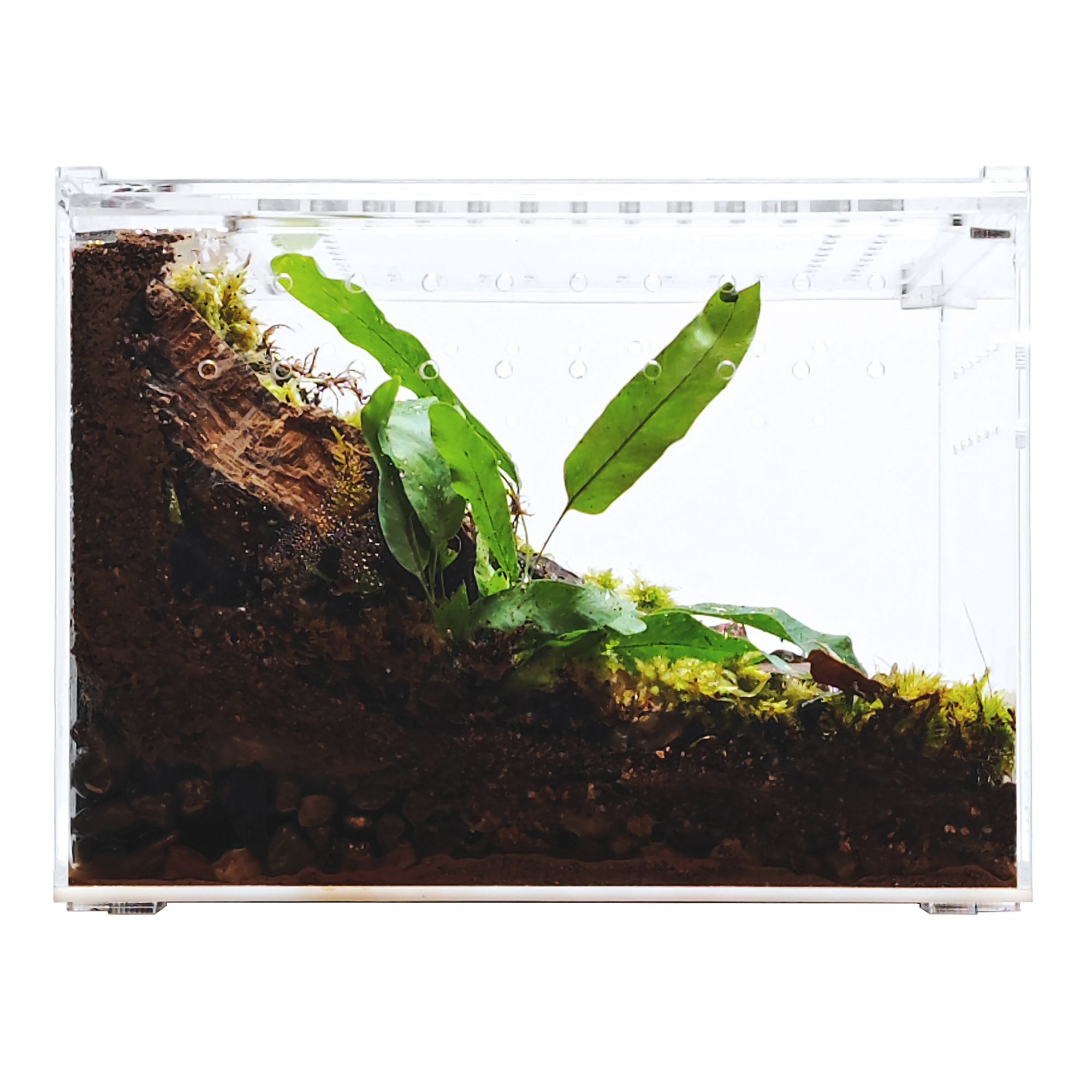HerpCult Flat Clear Top Acrylic Terrarium Medium - 8" x 6" x 6" - thumbnail 6