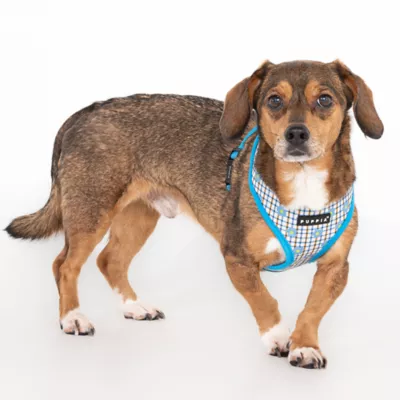Puppia® Westley Floral Over-the-Head Dog Harness - Image 3