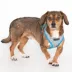 Puppia® Westley Floral Over-the-Head Dog Harness image thumbnail 3