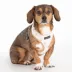Puppia® Pawprint Textured Over-the-Head Dog Harness image thumbnail 3