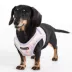Puppia® Nola Pastel Tie-Dye Step-In Dog Harness image thumbnail 4