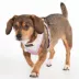 Puppia® Nola Pastel Tie-Dye Over-the-Head Dog Harness image thumbnail 3