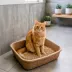 PetPro Small Disposable Molded Pulp Cat Litter Box, 5 Pack image thumbnail 2