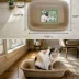 PetPro Small Disposable Molded Pulp Cat Litter Box, 5 Pack image thumbnail 5
